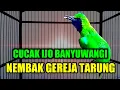 Lagu Masteran cucak ijo full isian menaikan emosi dan tembak an panjang bongkar materi