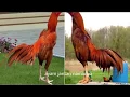 Download Lagu Lagu anak kukuruyuk ayam berkokok