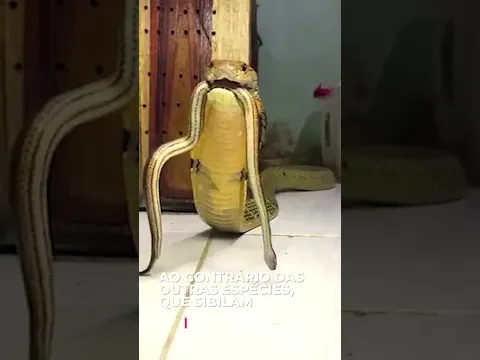 COBRA-REI É FLAGRADA ROSNANDO 😳