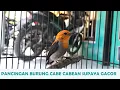 Download Lagu Suara Kemade Cit Keres Nyerecet GACOR buat masteran \u0026 pancingan cabe BAHAN agar cepat bunyi NGALAS