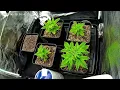 2025 - Strains