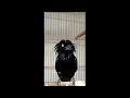 Download Lagu Burung Awar Awar/sri gunting Gacor Untuk Masteran