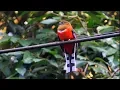 Download Lagu Birds of Malaysia.