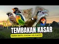 Download Lagu Masteran Tembakan Kasar Untuk Burung Murai Batu ,Cucak Ijo ,Kacer