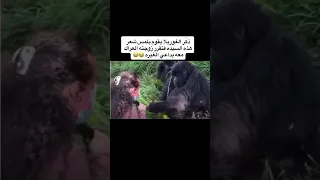 زوجه الغوريلا بتغير منه عالم الحيوان 