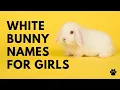 White Bunny Names For Girls CUTE BEST Ideas Names