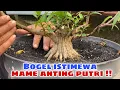 Download Lagu BONSAI MAME ANTING PUTRI ‼️ seleksi dan pengarahan 🌲