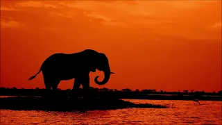 ziddo elephant spirits original mix