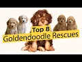 Top 8 Goldendoodle Rescues