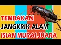 SUARA JANGKRIK JERNIH