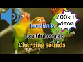 Download Lagu lovebirds charping sounds| parrot beautiful sounds| lovebirds sounds| lovebirds beautiful songs|