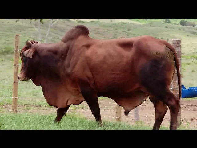 Touro Sindi RAJT - 2451