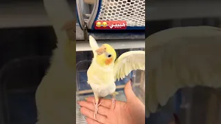 طائر الكوكتيل فرحان انه طلع من القفص                      الكروان          كوكاتيل  طيور  اكسبلور دندنها