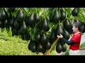 Download Lagu Harvesting 1000+ Giant Black Avocado To Sell \u0026 Making Pandan Rice Cake | Authentic Village Recipe