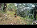 Download Lagu PIKAT AYAM HUTAN JANTAN 32: PIKAT MUDA TAPAU PERDANA