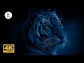 Download Lagu 💙🌈 Forest at Night - Wild Jungle Sounds w/ Rain \u0026 Thunder, Cicadas 🎧 Nature Sound