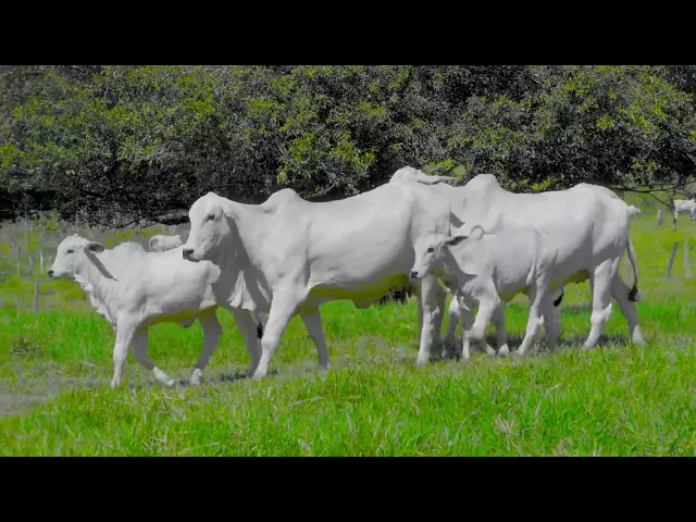 2 Matrizes Nelore Mocho P.O.