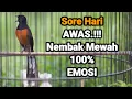 Download Lagu Pancingan SORE HARI Murai Batu GANAS 100%Efektif bikin GACOR langsung BONGKAR ISIAN