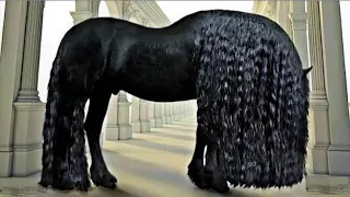 خيول تسحرك من النظرة الاولى | اجمل انواع الخيول في العالم