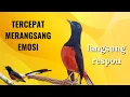 Lagu murai batu gacor AMPUH BUAT PANCINGAN MURAI BATU