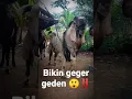 Download Lagu Kambing Arab #kambing #kambingjumbo #kambingterbesar #kambingetawa #kambingkontes #sapijumbo#sapi