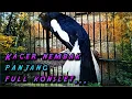 Download Lagu BURUNG KACER NEMBAK PANJANG FUUL KONSLET..