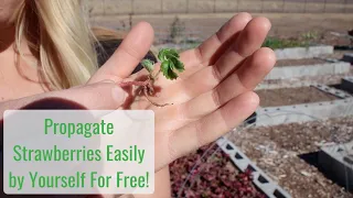 propagating strawberries at home quickly and easily for free 