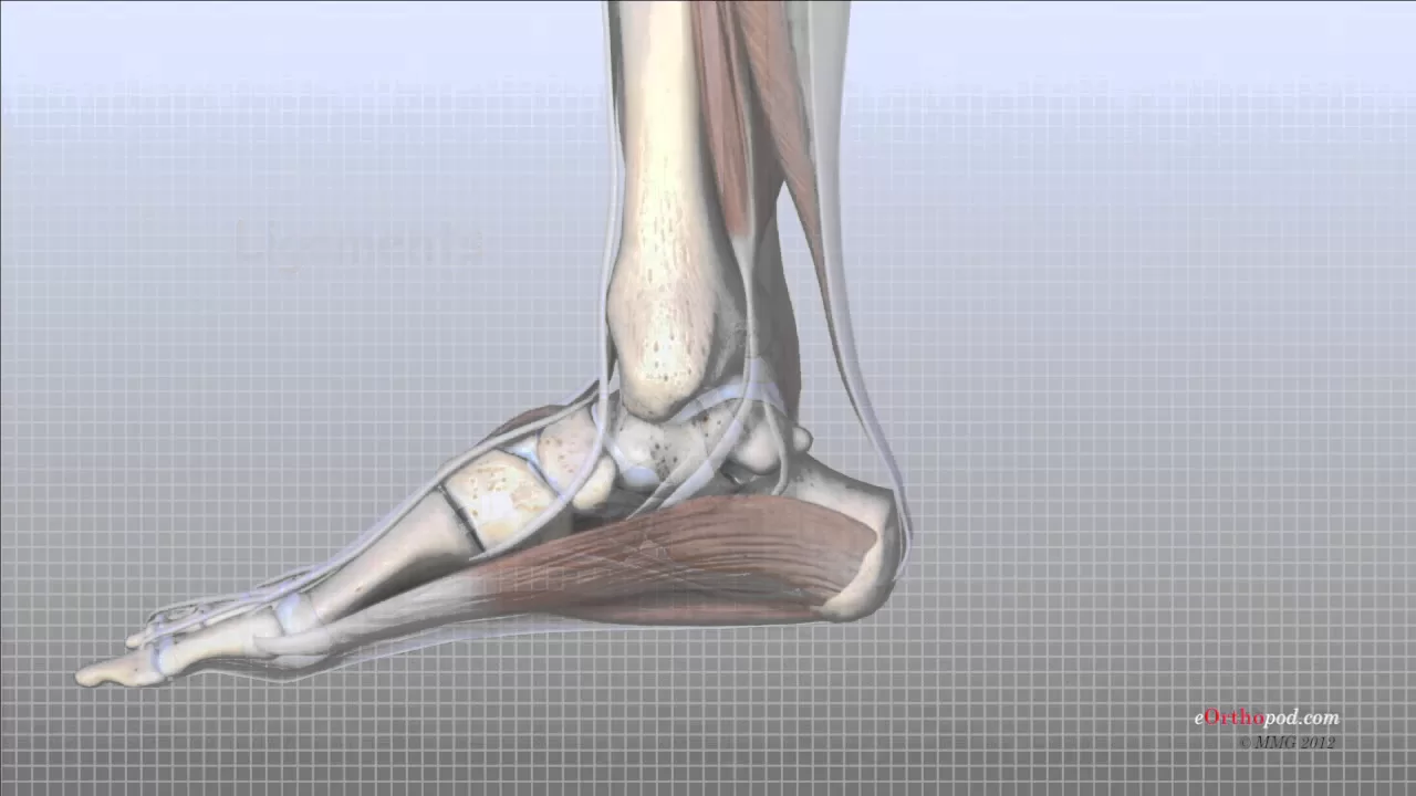 Foot Anatomy Animated Tutorial