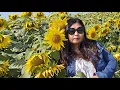 Download Lagu KENT SUN FLOWER  FIELD ||Mini Vlog ||Tumrok Channel ||
