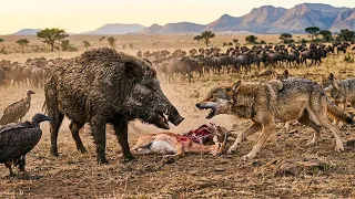 Texas Released THIS Predator to Stop Super Pigs! The ONLY Way to Stop Super Pigs!