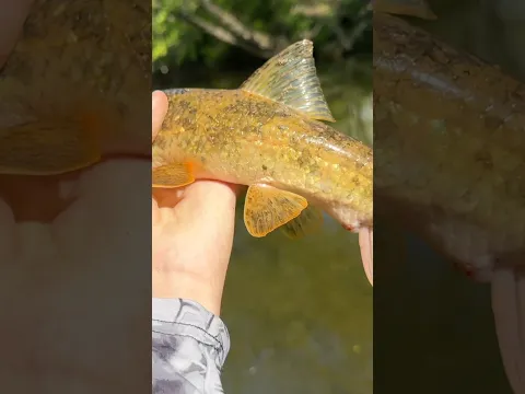 I caught a fish that I didn’t know existed 🎣 #fishing #fish