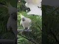 Suara Burung Kakatua