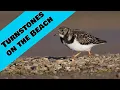 Download Lagu Turnstones in Dorset on a pebble beach. One of the U.K's easist wader to photograph