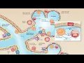 Barrier Surfaces of the Innate Immune System
