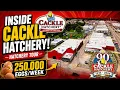 Inside a 90-Year-Old Hatchery Behind-the-Scenes Hatchery Tour Cackle Hatchery