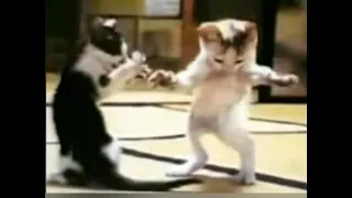 قطه من نسخة احمد محسن 