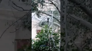 استمع لجمال صوت طائر الشحرور 