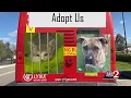 Orange County Animal Services use social media to get pets adopted
