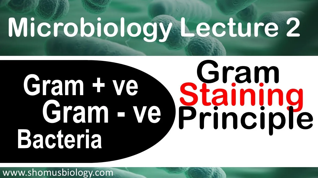 Microbiology lecture 2 | Gram positive and Gram negative bacteria Gram staining principle