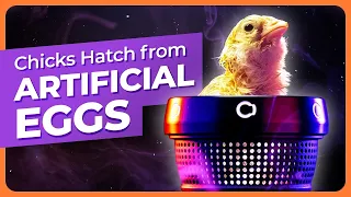 World’s Most Advanced Artificial Egg Hatches Chicks