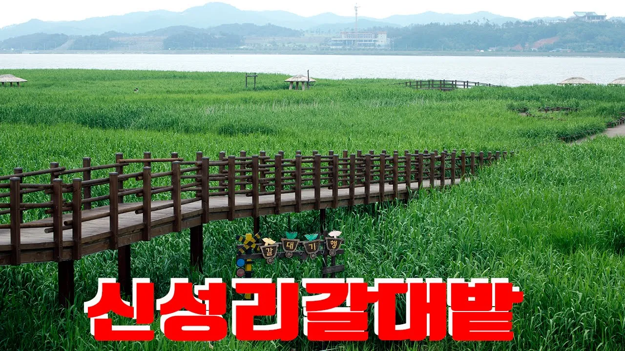 서천 신성리 갈대밭, 충청도 서천여행 サムネイル