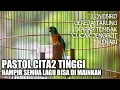 Download Lagu MURAI BATU PASTOL GACOR CALON ISTIMEWA FULL ISIAN MEWAH