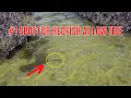 Spot To Quickly Find Redfish At Low Tide