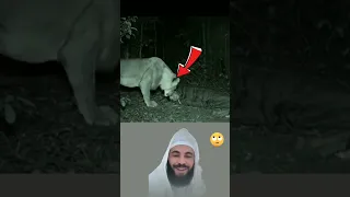 سبحان الله كيف الااساد لي يعتدية عبارات اقنباسات دويتو Duet Funny 