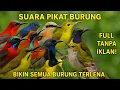Download Lagu SUARA PIKAT BURUNG KECIL PALING AMPUH | SUARA PIKAT SOGON || SUARA PIKAT BURCIL RIBUT ANTI ZONK 2025