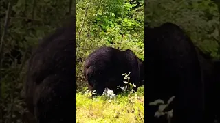 Scary to be this close to a Grizzly Bear! Luckily it was more focused on the fish. #grizzly #bear