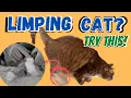 Limping Cat Try this Holistic Antibiotic and Natural Pain Killer