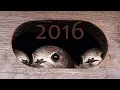 Download Lagu Rorýs obecný (Apus apus) - hnízdění v budkách, Common swift - nesting in nest boxes - 2016