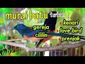 Download Lagu PANCINGAN MURAI BATU GACOR BONGKAR MATERI , NAIKKAN EMOSI MURAI BATU MALAS BUNYI AGAR GACOR