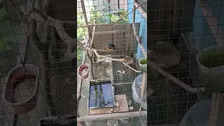 review murai jos gandos